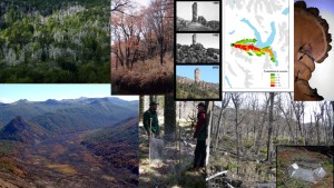 Ecologia bosques