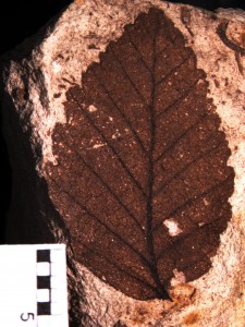 Hoja Nothofagus, Mioceno Río Negro